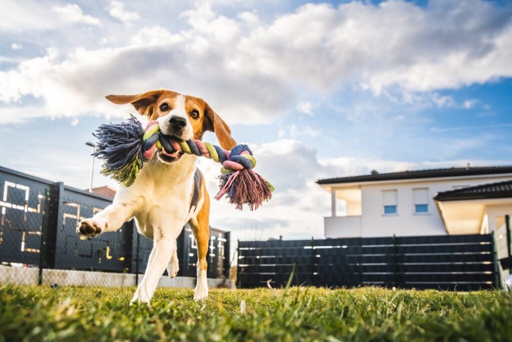 dog-run-beagle-jumping-fun-in-the-garden-summer-sun-with-a-toy-fetching.jpg