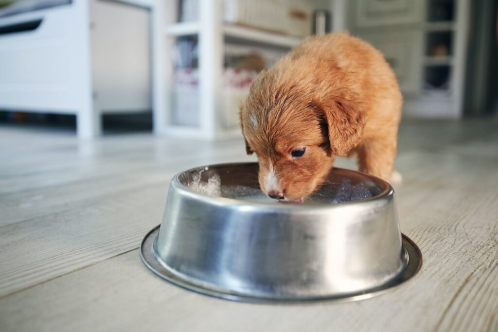 feeding-of-hungry-puppy.jpg
