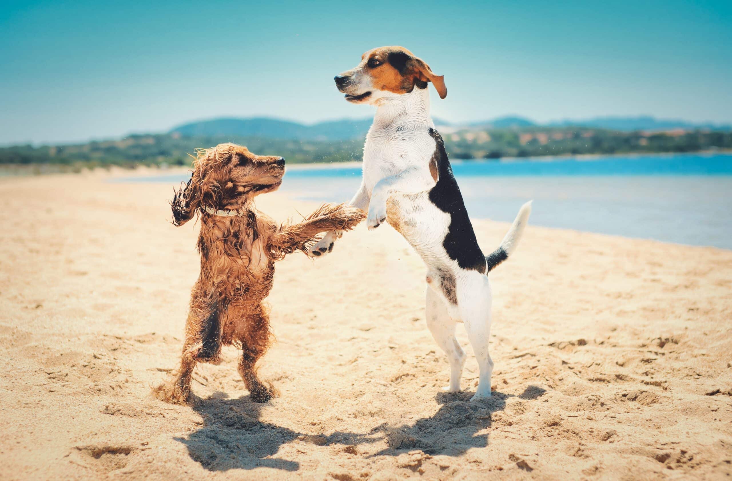 Beautiful shot of two dogs standing upright and dancing together on a beach