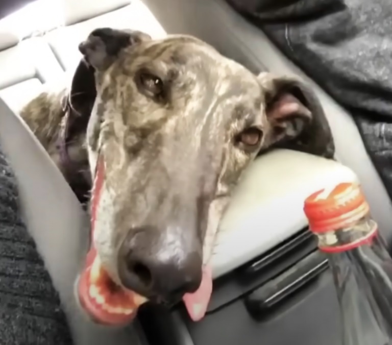 A Troubled Greyhound - Claude's Heartwarming Journey Home iii- Dog Mom News