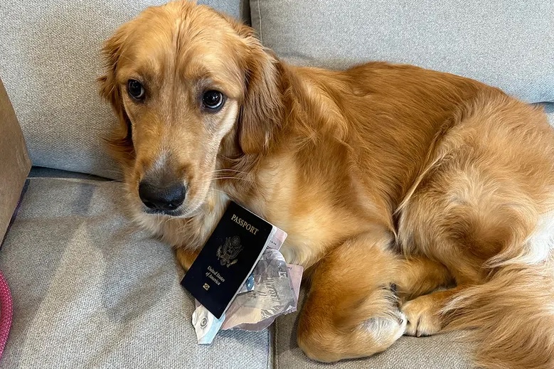Dog Eats Groom's Passport Before Destination Wedding in Italy - Dog Mom News